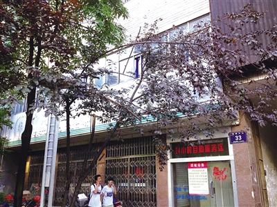 市民折枝尝鲜果 州城行道果树很受伤