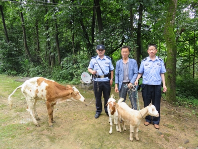 “调皮”牛羊结伴外逃 派出所民警微信“圈”回