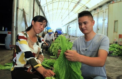 咸丰县烟叶技术员指导烟农编烟增效益（图）