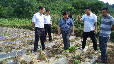 省农业厅指导我州农业抗灾救灾工作