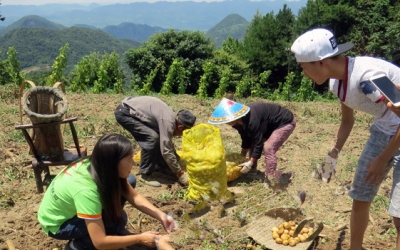 电商搭桥 “绿葱高山富硒土豆”走出大山
