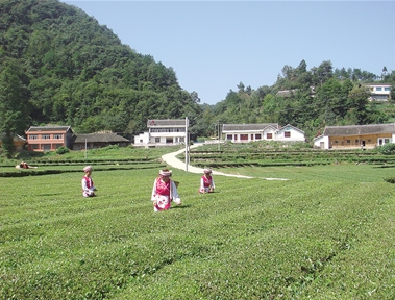 为“绿色银行”充值 ——鹤峰硒茶成为精准扶贫支柱产业