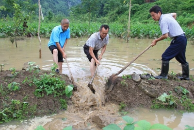 州烟草专卖局：烟田普遭暴雨袭击 干群齐心力降损失 