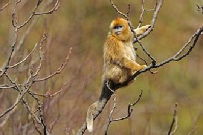 恩施州副州长调研巴东县金丝猴国家自然保护区