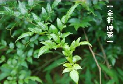 千余山外客认购“扶贫茶”