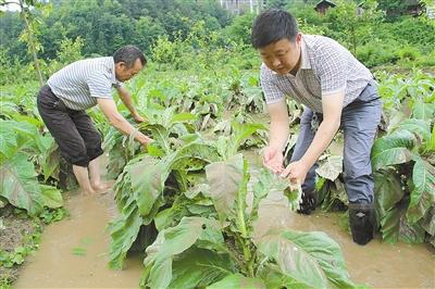 党员助农抗灾