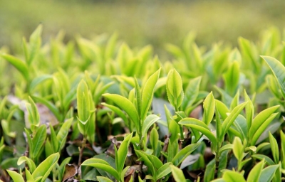 “唐崖土司茶”再夺茶王桂冠