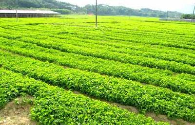 高罗遴选农村科技示范户