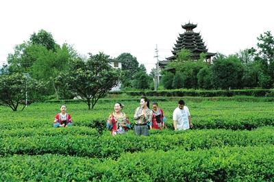 枫香坡《六口茶》迎客来