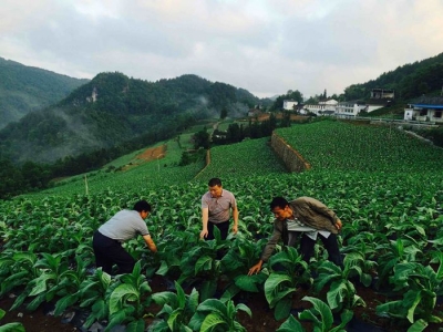 风雨中挺立的脊梁——恩施市烟叶分公司特大风灾抗灾自救纪实
