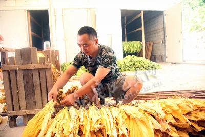 巴东 | 沿渡河镇千亩烟叶烤出片片“黄金叶”