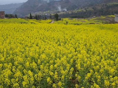 巴东东瀼口镇张家坪村油菜高产技术培训班开课