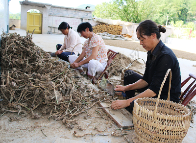 巴东 | 特色种植惠乡村　金果坪农民搭上致富快车