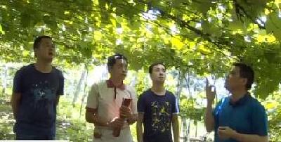 视频 | 州农业局机关第四党支部：服务产业一面旗