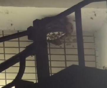 视频 | 巨型蜂窝安家居民楼 清江中队成功摘除