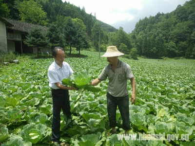 恩施 | 沐抚：高山蔬菜受热捧