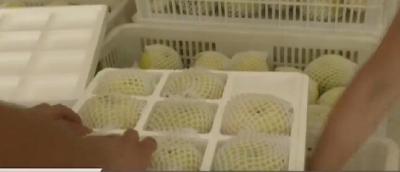 视频 | 宣恩黄金梨：“从田间到指尖”的飞跃