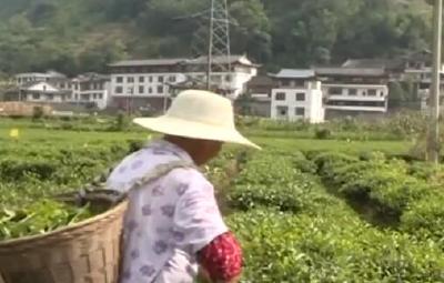 视频 | 宣恩：秋茶采摘正当时