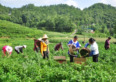 巴东 | 野三关镇时令蔬菜俏销大都市