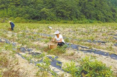 咸丰 | 打造万亩富硒藤茶基地
