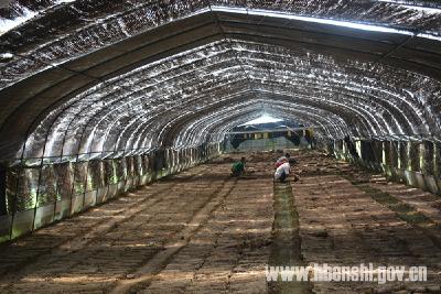 恩施 | 白果：重建水毁香菌基地