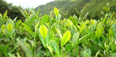 “高烧”不退　农技专家教你给茶园保湿降温