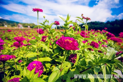 恩施 | 屯堡：“万花云海”花园开园迎客