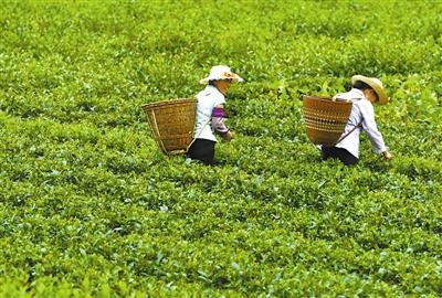 湖北鹤峰秋茶采摘忙