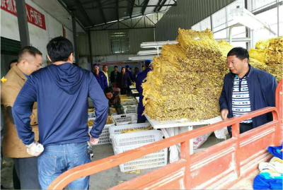 鹤峰 | 燕子镇烟叶收购工作进度名列全县第一