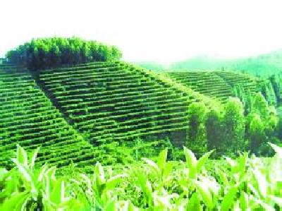 宣恩 | 长潭河：加强有机茶园管理