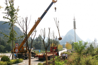 鹤峰 | 中秋佳节种香樟 来年处处闻花香