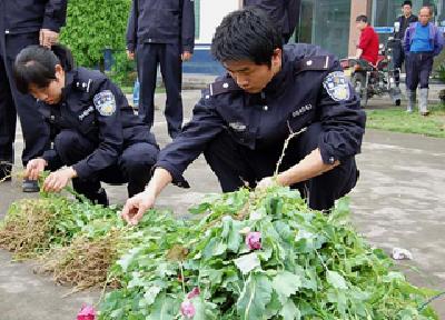 咸丰 | 六旬老人非法种植罂粟获刑