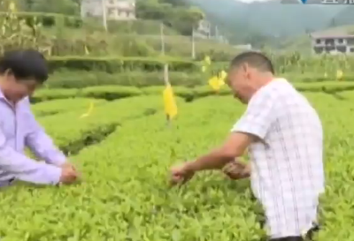 视频 | 宣恩：秋季茶叶采摘管理正当时