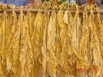 恩施州烟叶收购暨烟草市场整顿工作会召开
