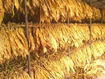 夏锡璠龙凤镇调研时要求 坚持规模管理两手抓 促进农业产业提档升级