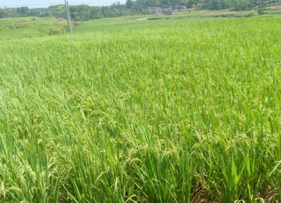 巴东 | 野三关镇投资1028万整治高标准基本农田5000亩