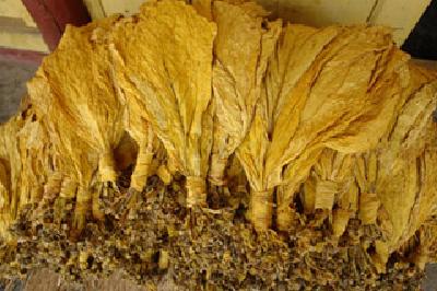 ​咸丰收购烟叶质量达国标