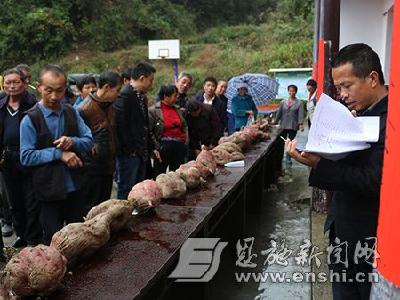 来凤“薯王”争霸