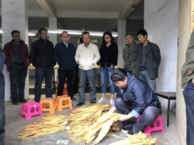 恩施州烟叶质量获得国家局好评