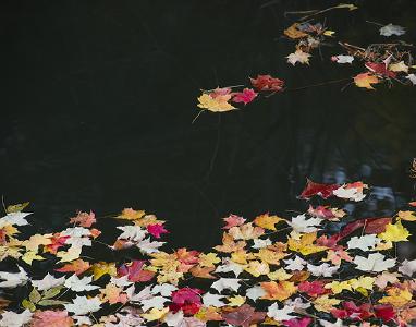 节气 | 寒露脚不露 食麻以润燥