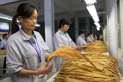 恩施州烟草专卖局（公司）：烟叶收购态势良好