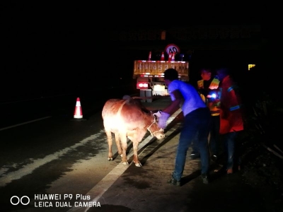 宣恩 | 高速路上牛狂奔 民警送其回家