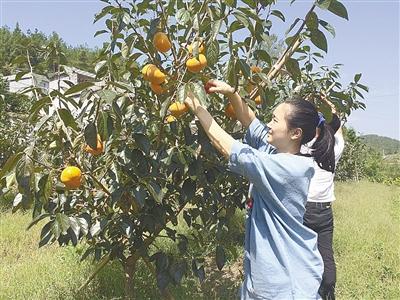 建始 | 甜柿甜在嘴里密在心间
