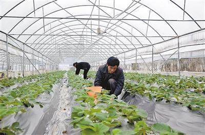 来凤 | 种植水果助脱贫