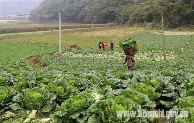 恩施 | 新塘：高山蔬菜喜获丰收
