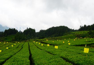 利川市“猫湾茶园”荣获“全国最美三十座茶园”称号