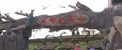 视频 | 国庆：一起去五峰山看花海