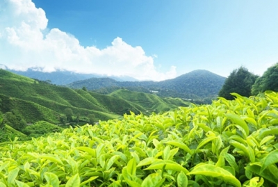 茶香飘过万重山 ——鹤峰县茶叶产业迎来新的发展机遇
