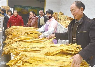 巴东 | 烟叶成农民脱贫致富的支柱产业 烟农收入达2000万