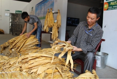 恩施州烟草专卖局（公司）开展烟叶收购综合巡查